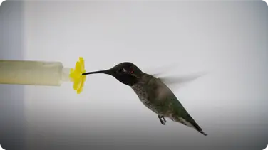 What Happens When You Put a Hummingbird in a Wind Tunnel? book