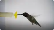 What Happens When You Put a Hummingbird in a Wind Tunnel?