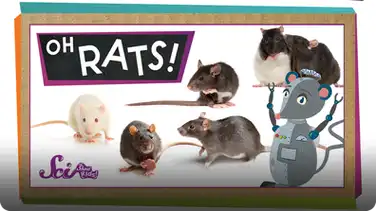 SciShow Kids: True or False? Rats Are Awesome! book