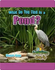 What Do You Find in a Pond?