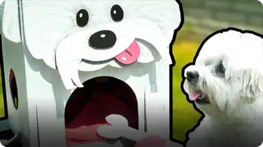 How to Make the Most Amazing Dog House book