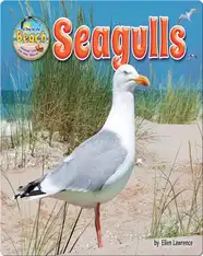Seagulls