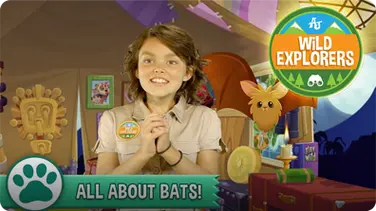 All About Bats! book