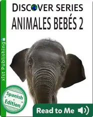 Animales Bebés 2