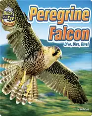 Peregrine Falcon: Dive, Dive, Dive!