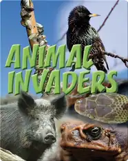 Animal Invaders