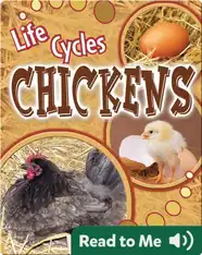 Chickens