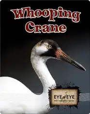 Whooping Cranes