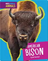 American Bison