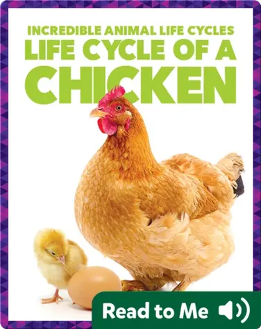 Life Cycle of a Chicken book
