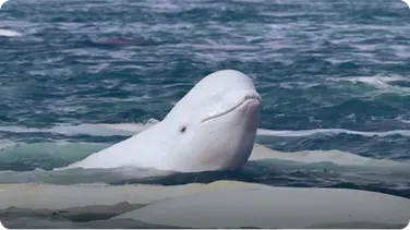 Beluga Whales Arrive in the Arctic book