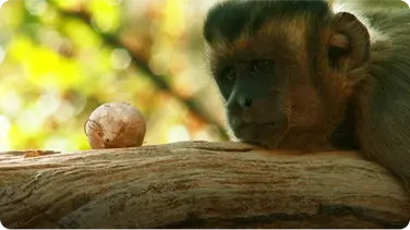 Capuchins Use Stones as Tools to Crack Nuts book