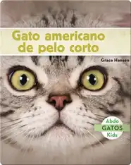 Gato americano de pelo corto