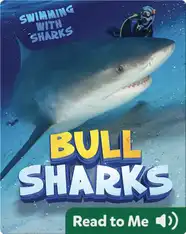 Bull Sharks