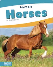 Animals: Horses