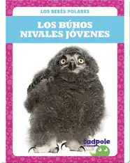 Los búhos nivales jóvenes