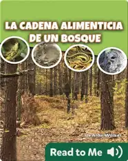 La cadena alimenticia de un bosque