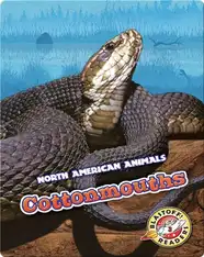 Cottonmouths