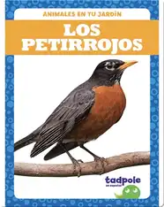 Los petirrojos