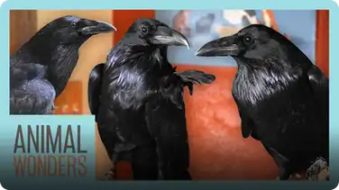 New Ravens! Will They Be Friends? book