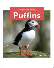 Puffins