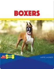 Boxers
