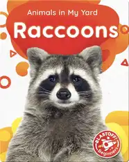 Animals in My Yard: Raccoons
