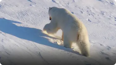 Frozen Planet: Polar Bear Hibernates book