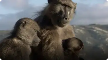 BBC Life: Chacma Baboons book