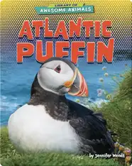 Awesome Animals: Atlantic Puffin