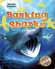 Shark Frenzy: Basking Sharks