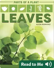 Parts of a Plant: Leaves