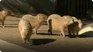 Learn All About Capybaras, the Largest Rodents in the World