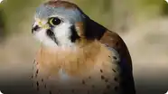 This Cute Tiny Falcon's Vision is 8 Times Sharper Than the Average Human