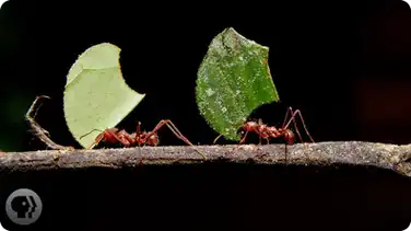 Where Are the Ants Carrying All Those Leaves? book
