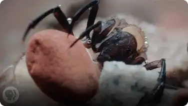 The Amazing Underwater Tape of the Caddisfly book