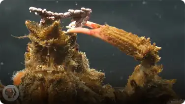 Decorator Crabs Make High Fashion at Low Tide book