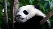 AnimalFanPedia: Beartastic