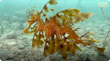 Jonathan Bird's Blue World: Leafy Seadragons of South Australia book
