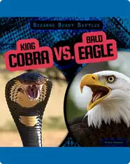 Bizarre Beast Battles: King Cobra vs. Bald Eagle
