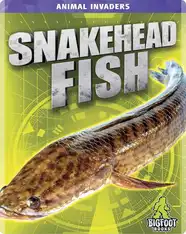 Animal Invaders: Snakehead Fish