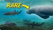 Search for the Endangered Antillean Manatee (With Sharks?!)