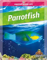 Parrotfish