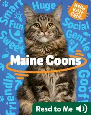 Hello Kitty Cats! Maine Coons