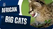 Why Are African Big Cats Special?