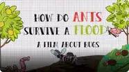 How Do Ants Survive a Flood