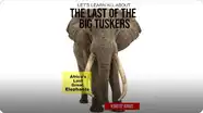 Let’s Learn All About - The Last of the Big Tuskers - Africa’s Last Great Elephants