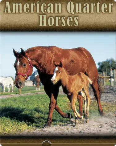 American Quarter Horses book