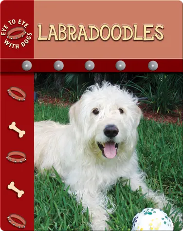 Eye To Eye With Dogs: Labradoodles book