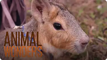Chili Pepper the Patagonian Cavy book